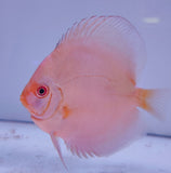 Pesce discus rosa Symphysodon con corpo rotondo e occhio prominente in acquario
