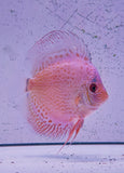 Symphysodon discus, pesce discus rosa con motivi intricati e forma piatta