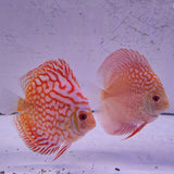 Due pesci Discus Simphysodon arancione e bianco che nuotano insieme in acquario