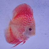 Pesce discus Symphysodon rosso e bianco con pattern intricate su squame