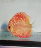 Pesce discus arancione con motivi di squame intricati e forma piatta, Symphysodon Discus