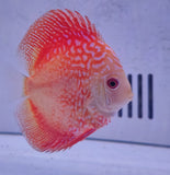 Discus pesci Symphysodon rossi e bianchi con motivi intricati per acquario discus