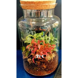 Terrarium chiuso - Ecosistema vegetale racchiuso