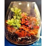 Terrarium chiuso - Ecosistema vegetale racchiuso