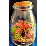 Terrarium chiuso - Ecosistema vegetale racchiuso