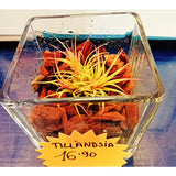 Terrarium chiuso - Ecosistema vegetale racchiuso