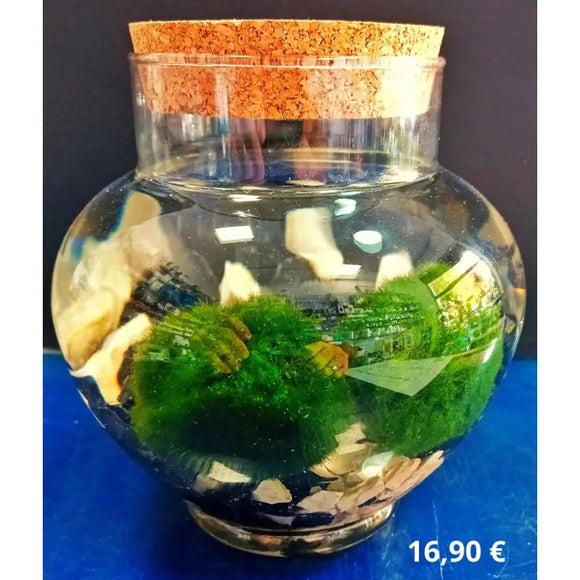 Terrarium chiuso - Ecosistema vegetale racchiuso