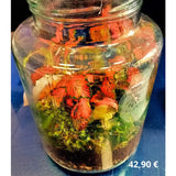 Terrarium chiuso - Ecosistema vegetale racchiuso