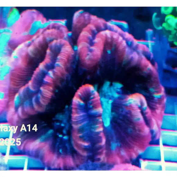 Trachyphyllia 1