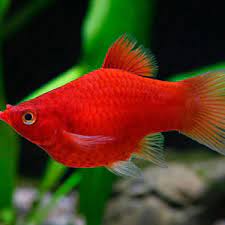 Platy Corallo