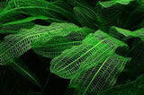 Fronde di felce verde vibrante di Aponogeton madagascariensis, pianta acquatica apprezzata