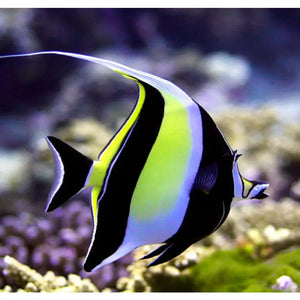 Zanclus canescens - PESCE MARINO