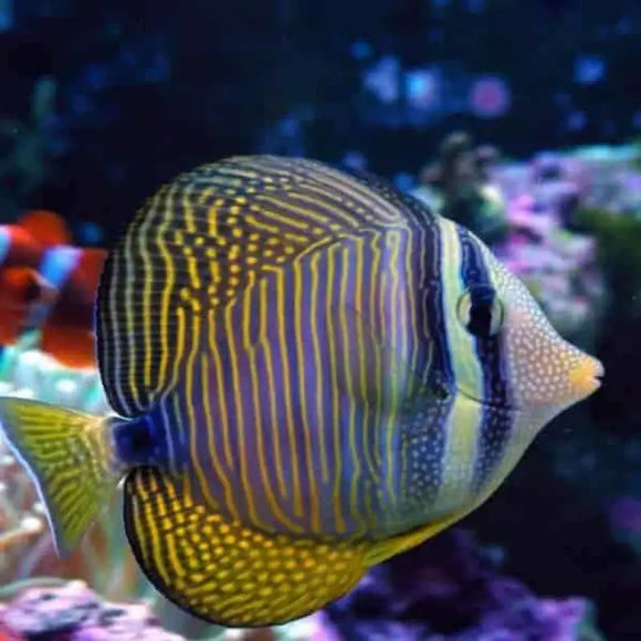 Zebrasoma Desjardinii 8-9 cm - PESCE MARINO