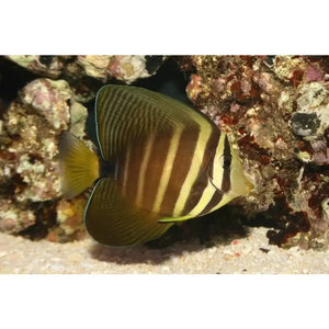Zebrasoma Veliferum 8-10 cm - PESCE MARINO