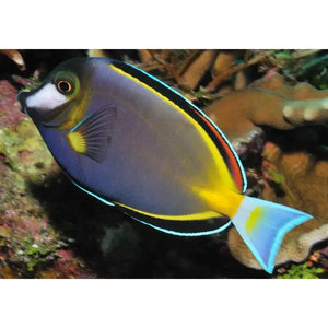 Acanthurus Japonicus - PESCE MARINO