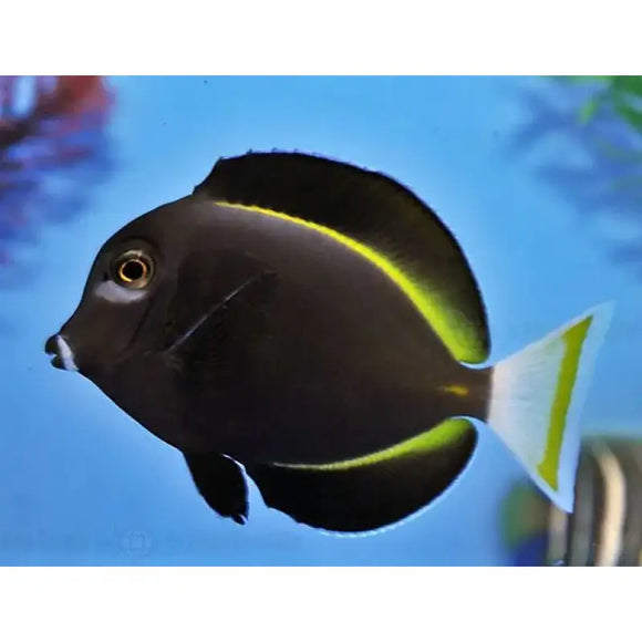 Acanthurus nigricans - PESCE MARINO