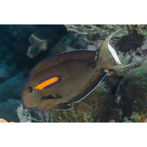 Acanthurus Olivaceus Adulto M - PESCE MARINO