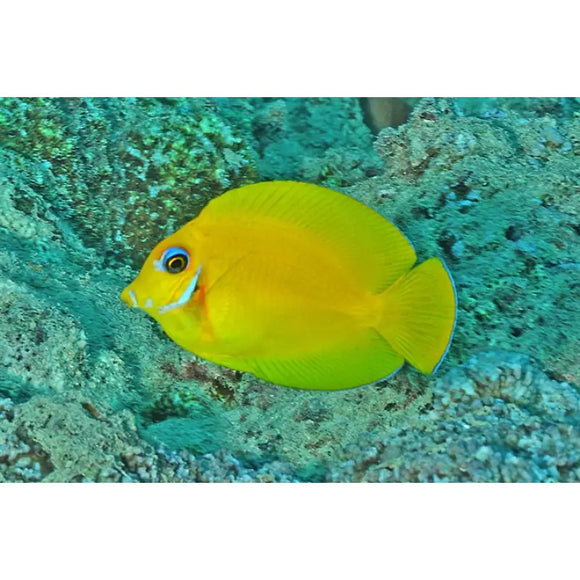 Acanthurus Piroferus Juvenile - PESCE MARINO
