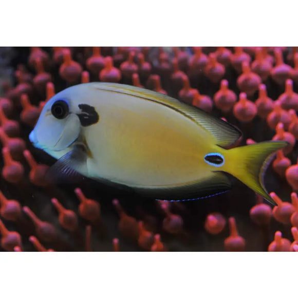 Acanthurus Tennenti - PESCE MARINO