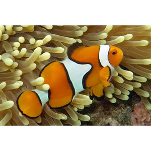 Amphiprion Percula - PESCE MARINO