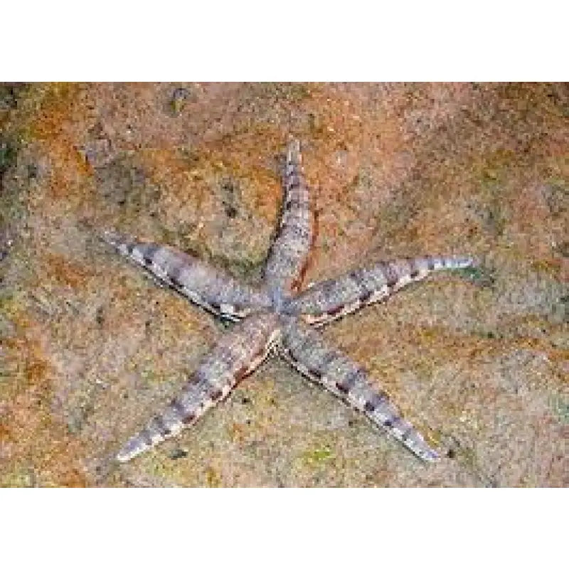 Archaster typicus vendita Roma | Stella Marina Insabbiatrice Sabbia ...