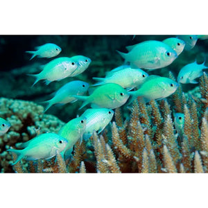 Chromis Viridis - PESCE MARINO
