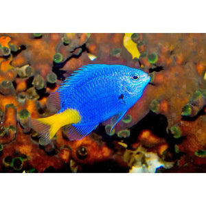 Chrysiptera Parasema - PESCE MARINO
