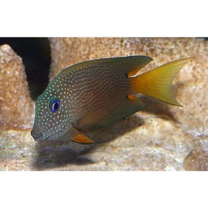 Ctenochaetus Binotatus - PESCE MARINO