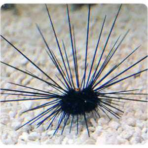 Diadema Savigni - PESCE MARINO