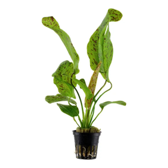 Echinodorus ’Ozelot Verde’ - PIANTA DOLCE