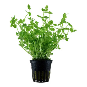 Lindernia rotundifolia - PIANTA DOLCE