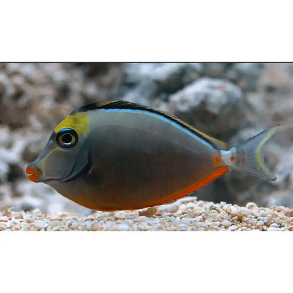 Naso Lituratus (Orange) - PESCE MARINO