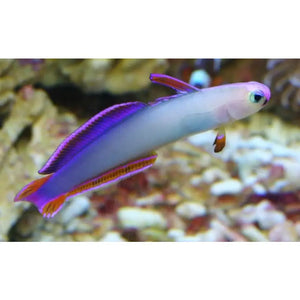 Nemateleotris Decora - PESCE MARINO