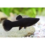 Poecilia sphenops - PESCE DOLCE