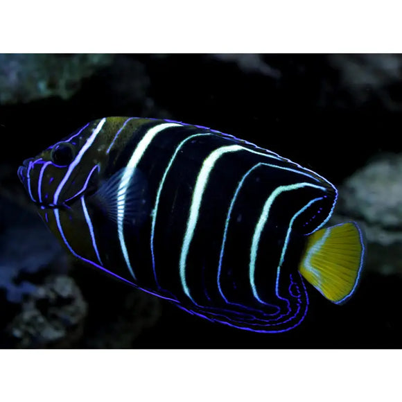 Pomacanthus chrysurus - PESCE MARINO