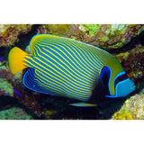 Pomacanthus Imperator XXL - PESCE MARINO