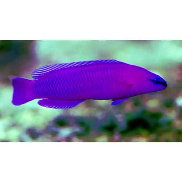 Pseudochromis Fridmani - PESCE MARINO