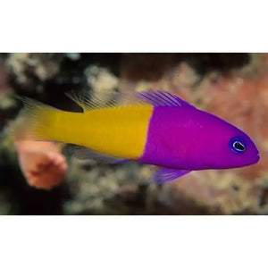 Pseudochromis Paccagnellae - PESCE MARINO
